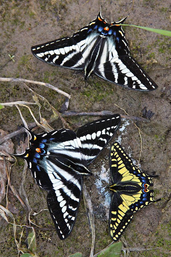 Pale Swallowtails and Western Tiger Swallowtail Butterflies Photograph by Karon Melillo DeVega
