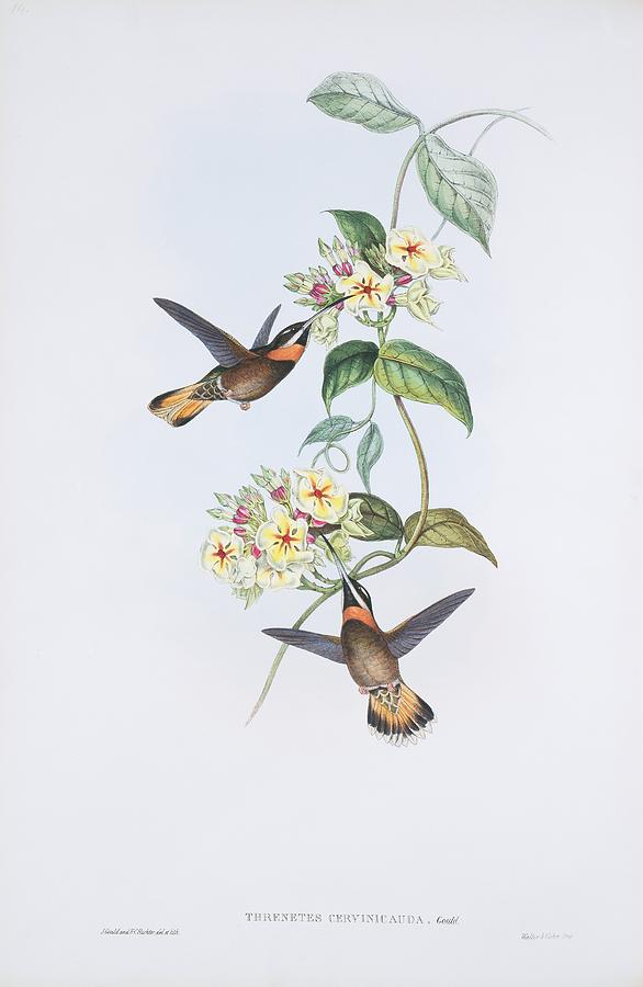 John Gould Photograph - Pale-tailed barbthroats, artwork by Science Photo Library