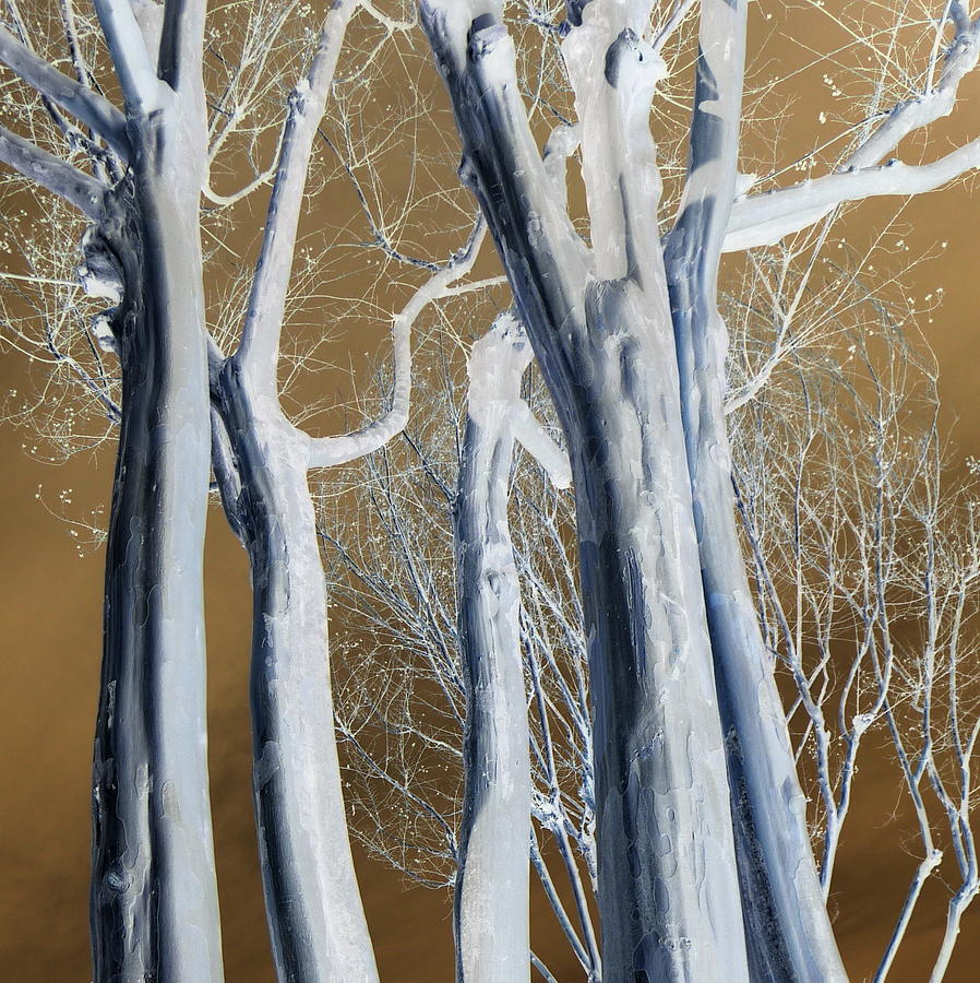 Pale Trunks Photograph by Jodie Marie Anne Richardson Traugott          aka jm-ART