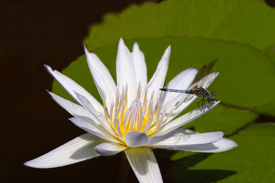Nature Photograph - Pale Water Lily with Dragon Fly by Linda Phelps