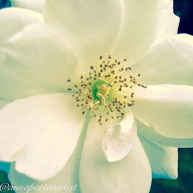 Rose Photograph - Pale White Beauty by Anna Porter