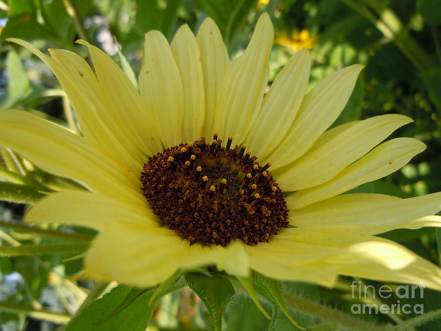 Pale Yellow Angled Sunflower Photograph by Sonya Chalmers