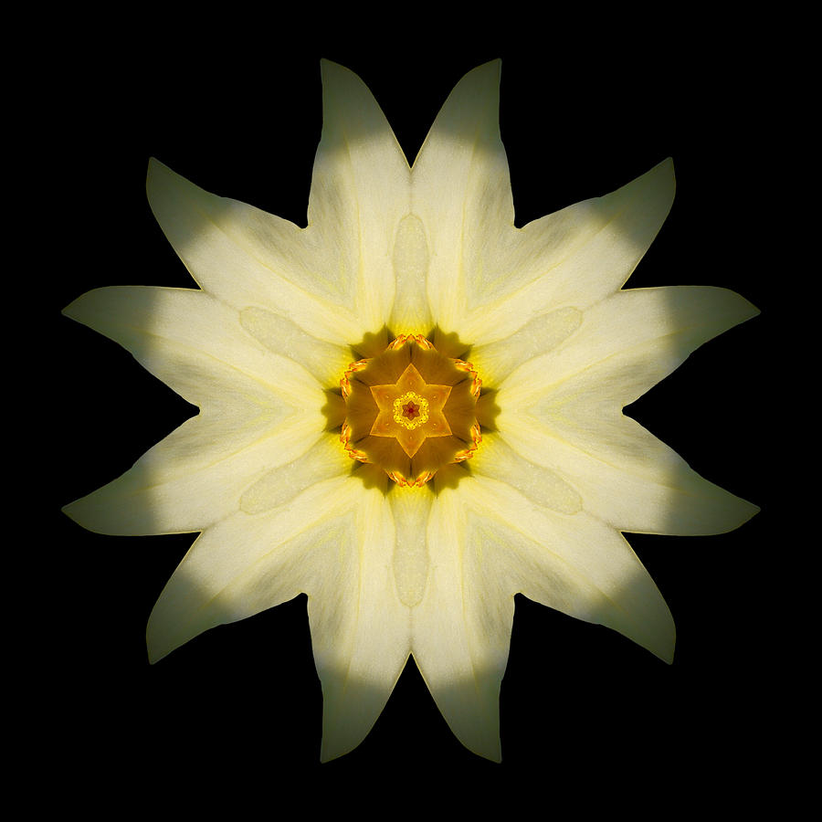 Pale Yellow Daffodil Flower Mandala Photograph by David J Bookbinder