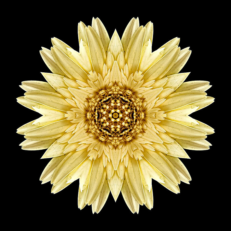 Pale Yellow Gerbera Daisy I Flower Mandala Photograph by David J Bookbinder