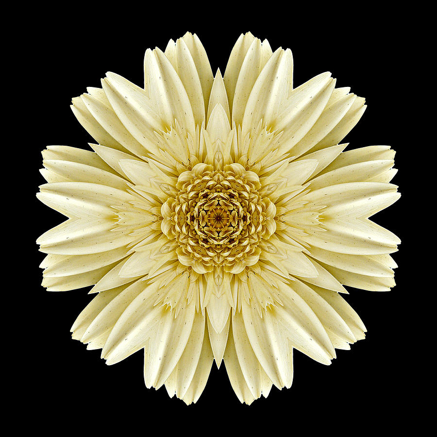Pale Yellow Gerbera Daisy III Flower Mandala Photograph by David J Bookbinder