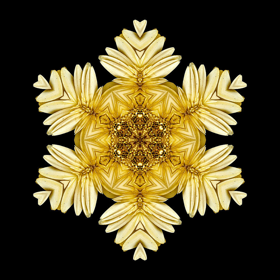 Daisy Photograph - Pale Yellow Gerbera Daisy VII Flower MandalaFlower Mandala by David J Bookbinder