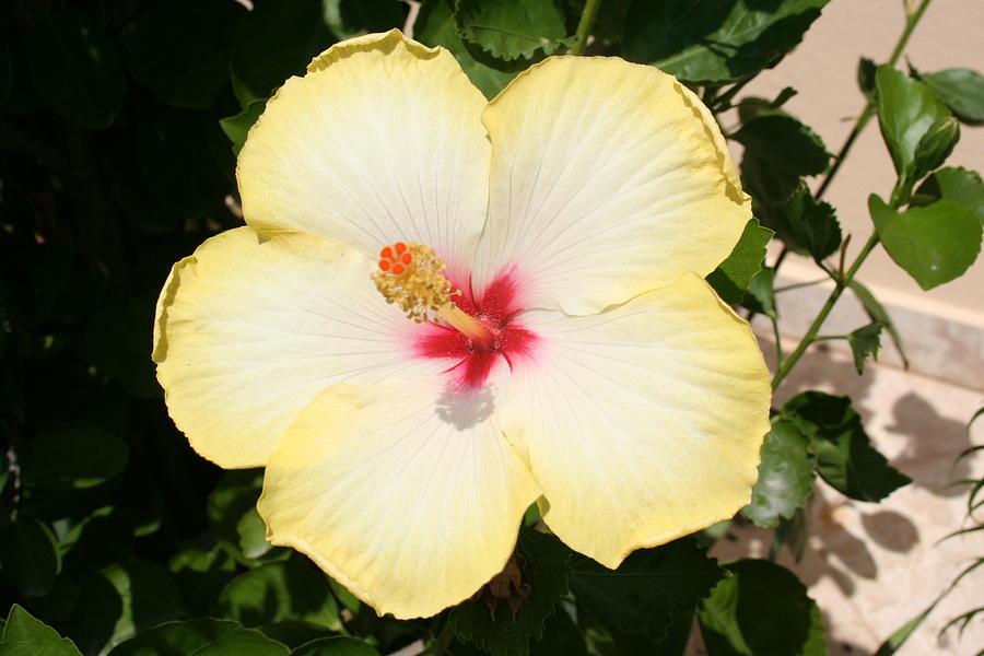 Pale Yellow Hibiscus Flower - Front View  Photograph by Taiche Acrylic Art