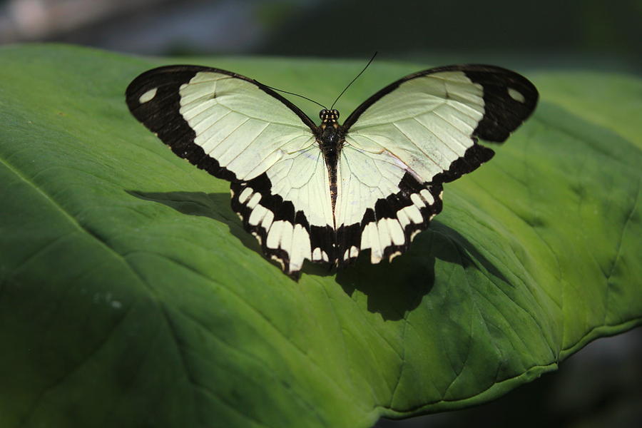 Pale Yellow Mocker Swallowtail Photograph by Trent Mallett