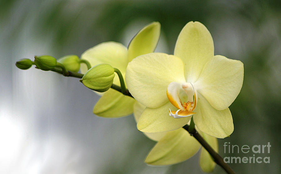 Pale Yellow Orchid Photograph by Living Color Photography Lorraine Lynch