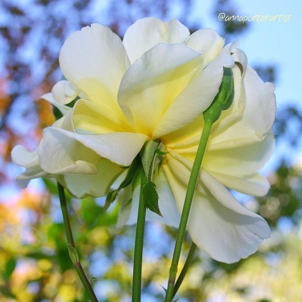 Flower Photograph - Pale Yellow Rose and Blue Sky by Anna Porter