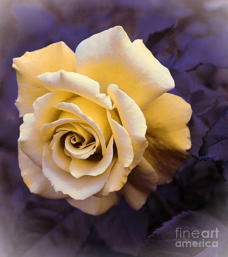 Pale Yellow Rose Photograph by Barbara A Griffin