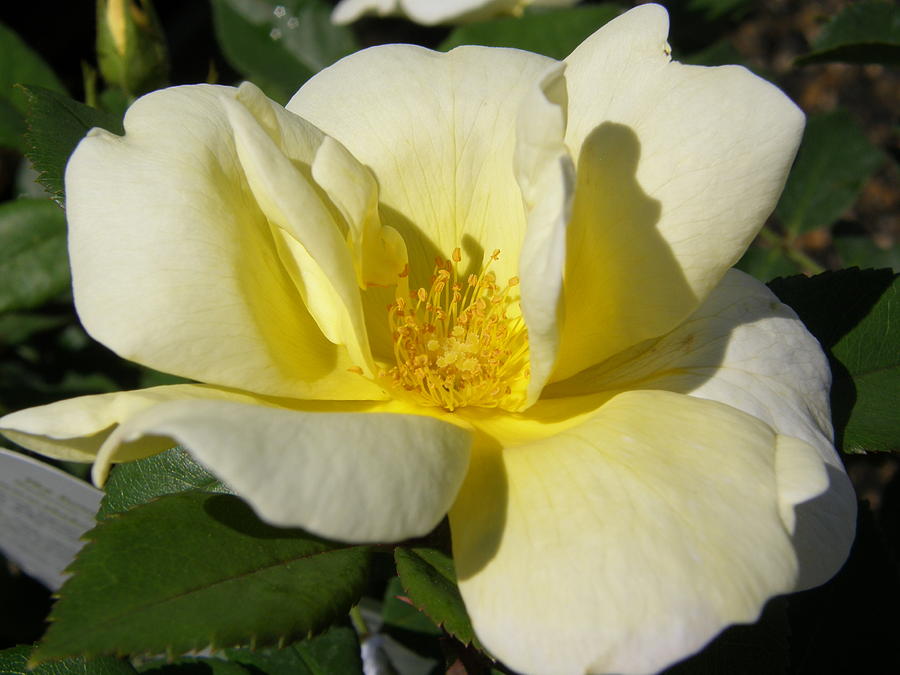 Pale Yellow Rose Photograph by Caryl J Bohn