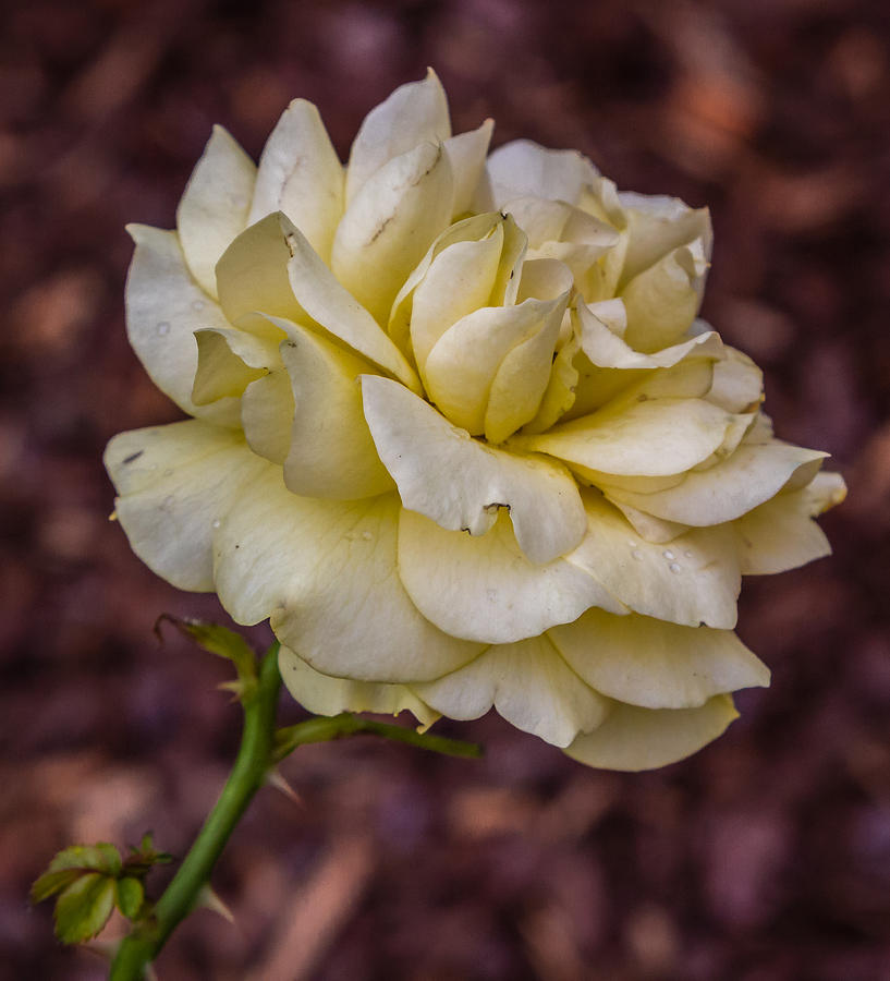 Pale yellow rose Photograph by Jane Luxton