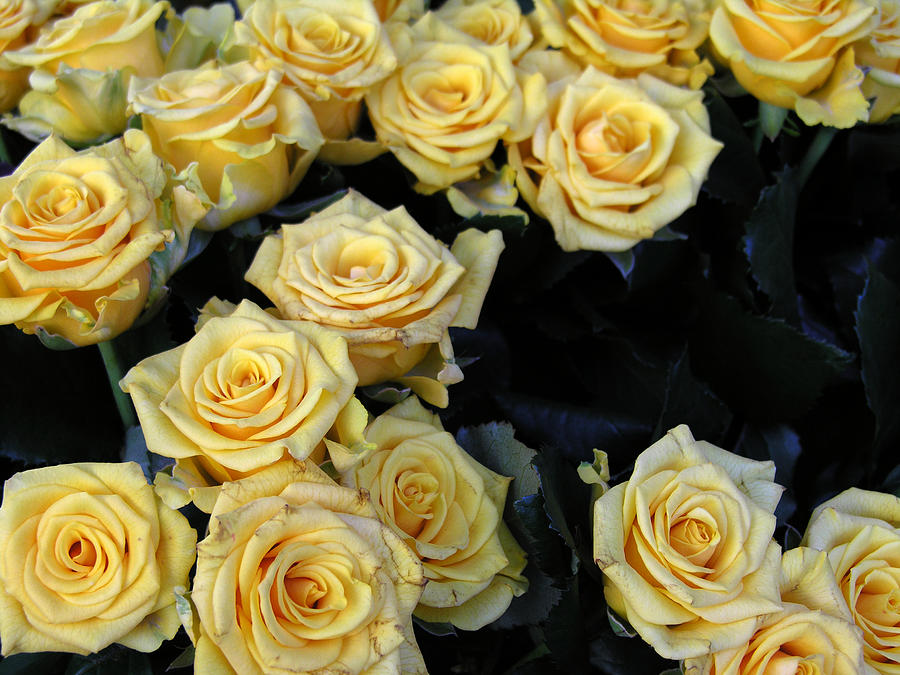 Pale Yellow Roses Photograph by Robert Lozen