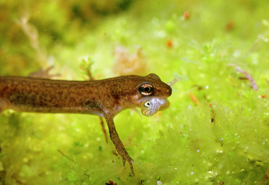 Palemate Newt Golding Small Stickleback In Mouth Photograph by Martin Dohrn/science Photo Library.