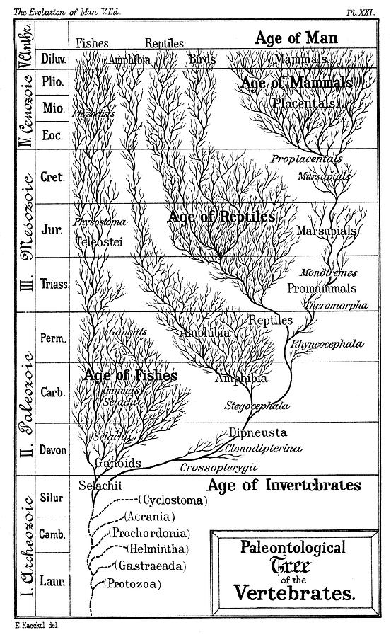 Paleontological Tree Of Vertebrates Photograph by Universal History Archive/uig