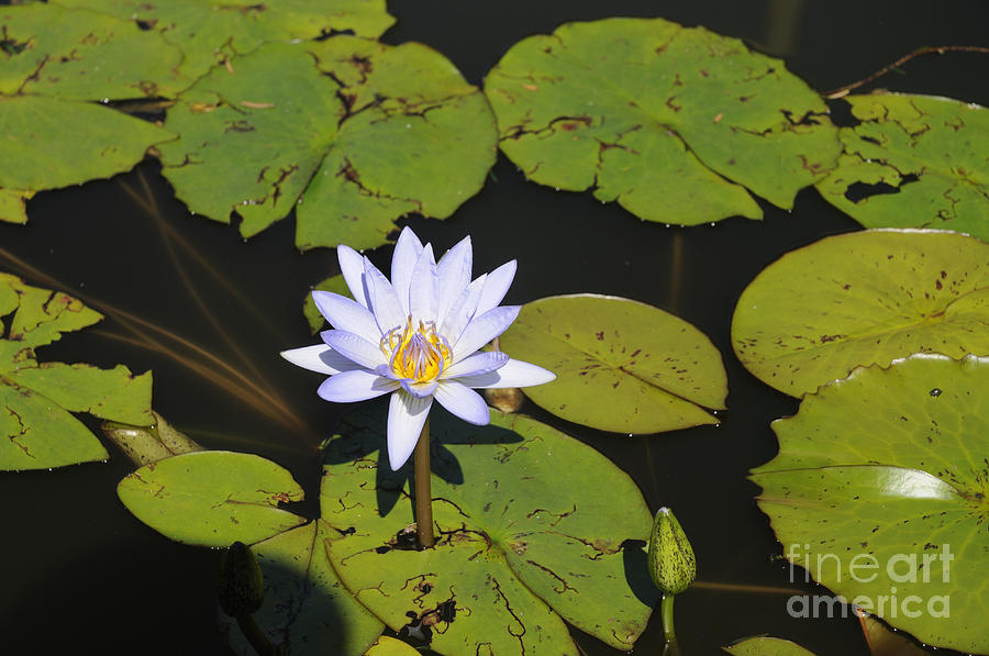 Palest Blue water Lily Photograph by Brenda Kean