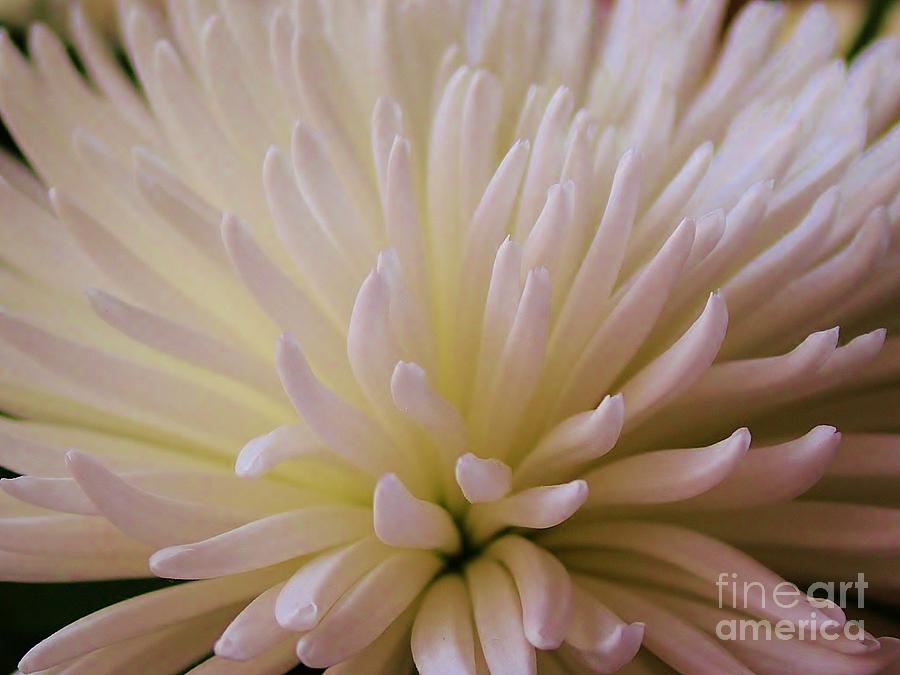 Flower Photograph - Palest Pink Chrysanthemum by Joan-Violet Stretch