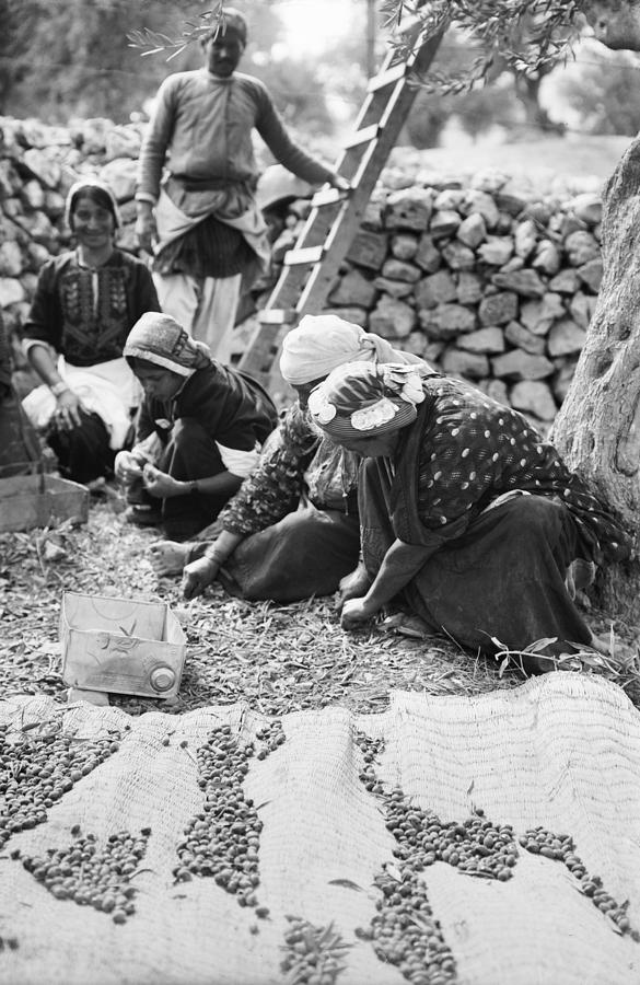 Palestine Gathering Olives Photograph by Granger