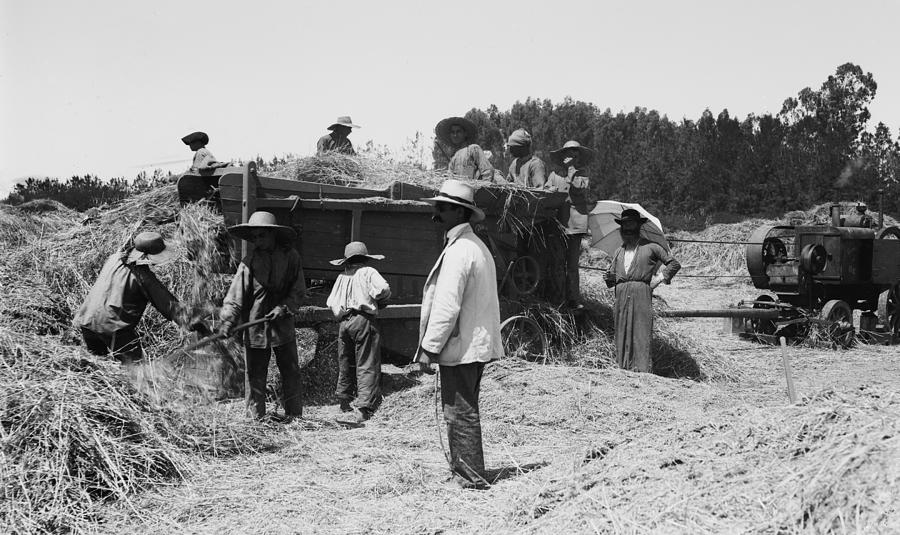 Palestine Harvest Photograph by Granger | Pixels