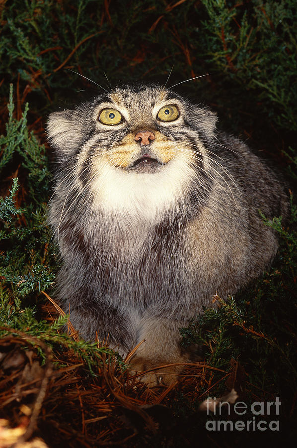 Pallas Cat Photograph by Art Wolfe
