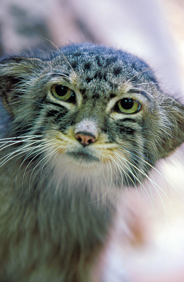 Pallas Cat Photograph by Chris Martin-bahr/science Photo Library