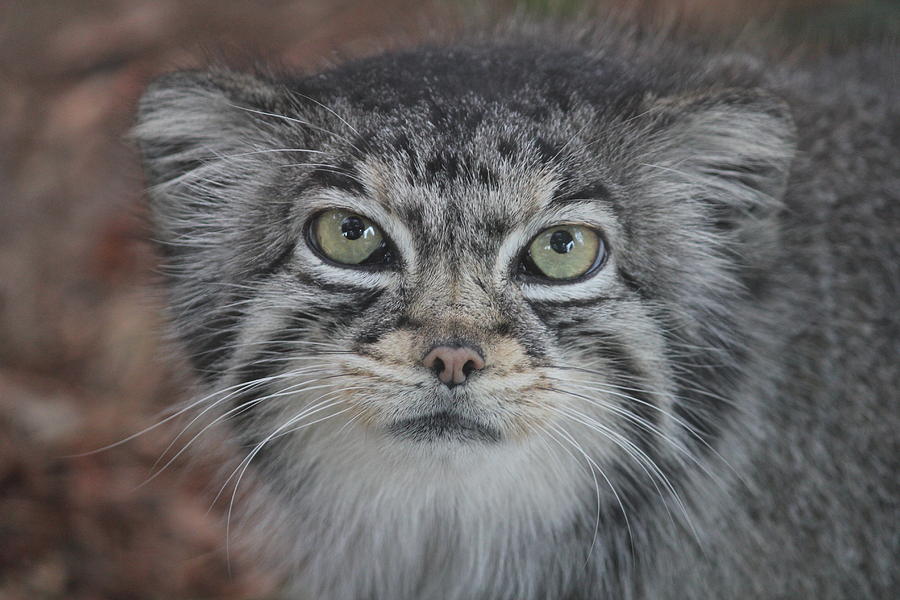 Pallas Cat Gaze Photograph by Diane Alexander