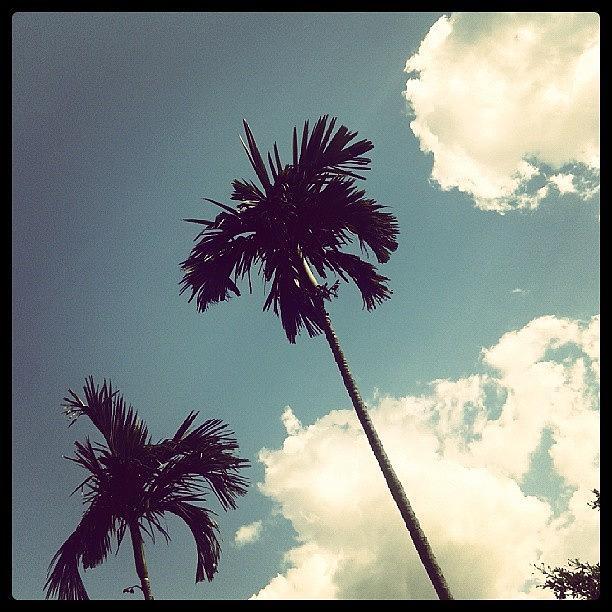 Palm & Clouds Photograph by Raimond Klavins