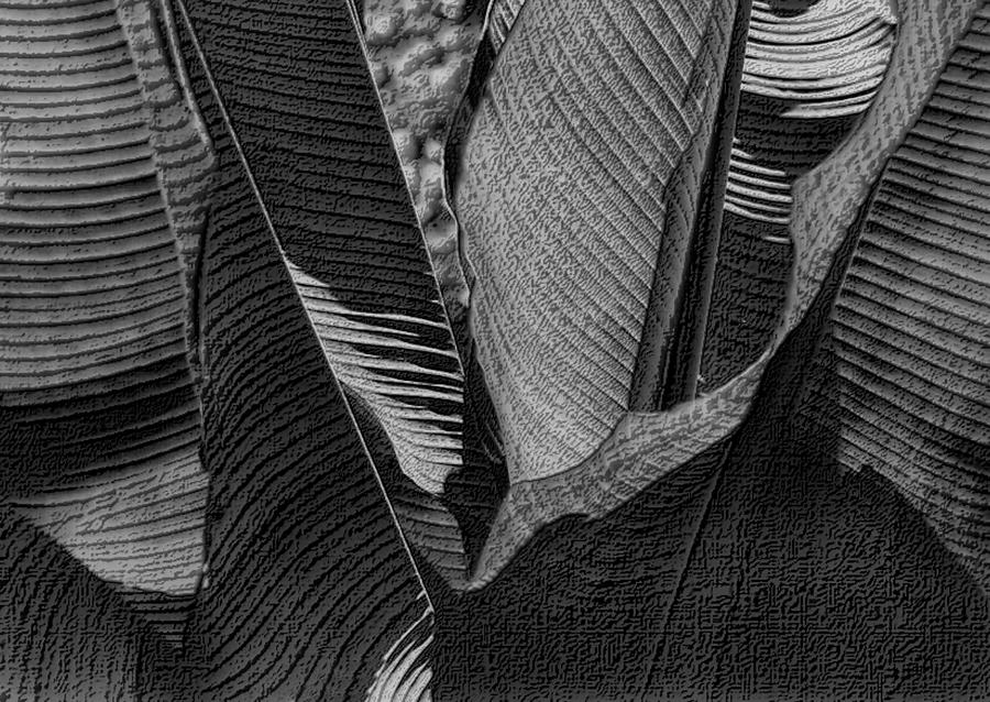Palm Abstract in Black and White Photograph by Nadalyn Larsen