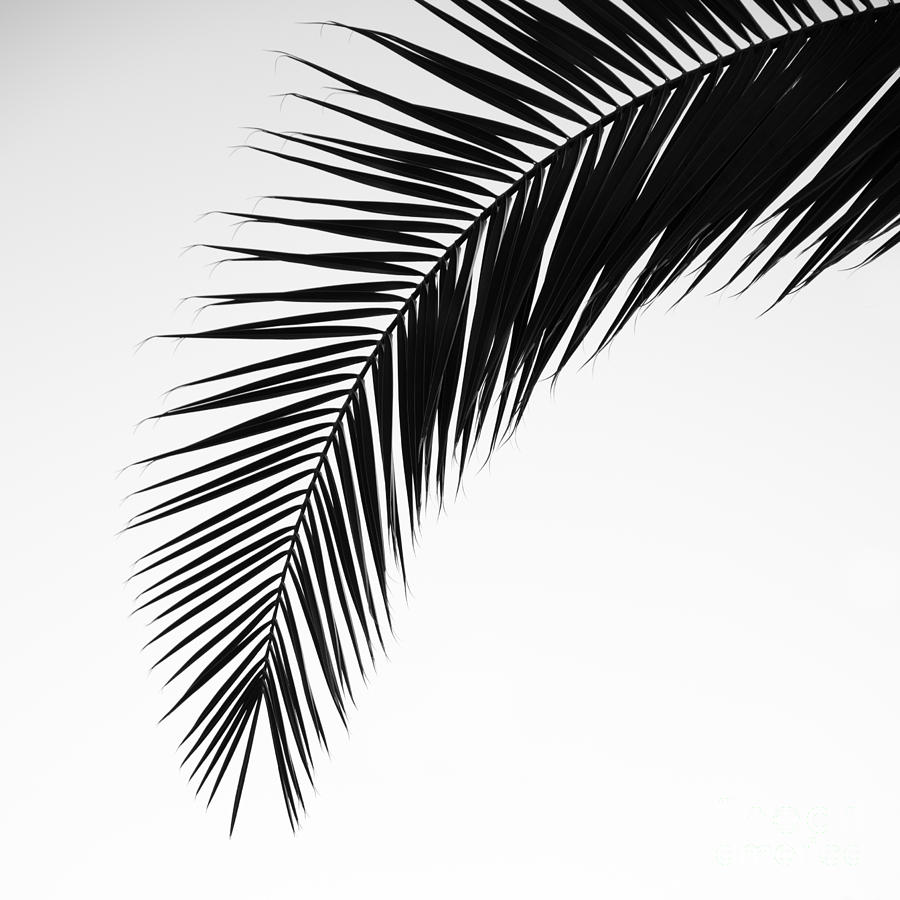 Palm Abstract Photograph by Tamara Becker