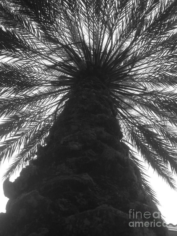 Palm Fro Photograph by WaLdEmAr BoRrErO