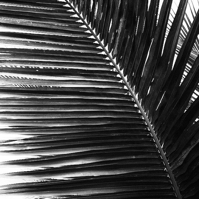 Nature Photograph - Palm by Aleck Cartwright