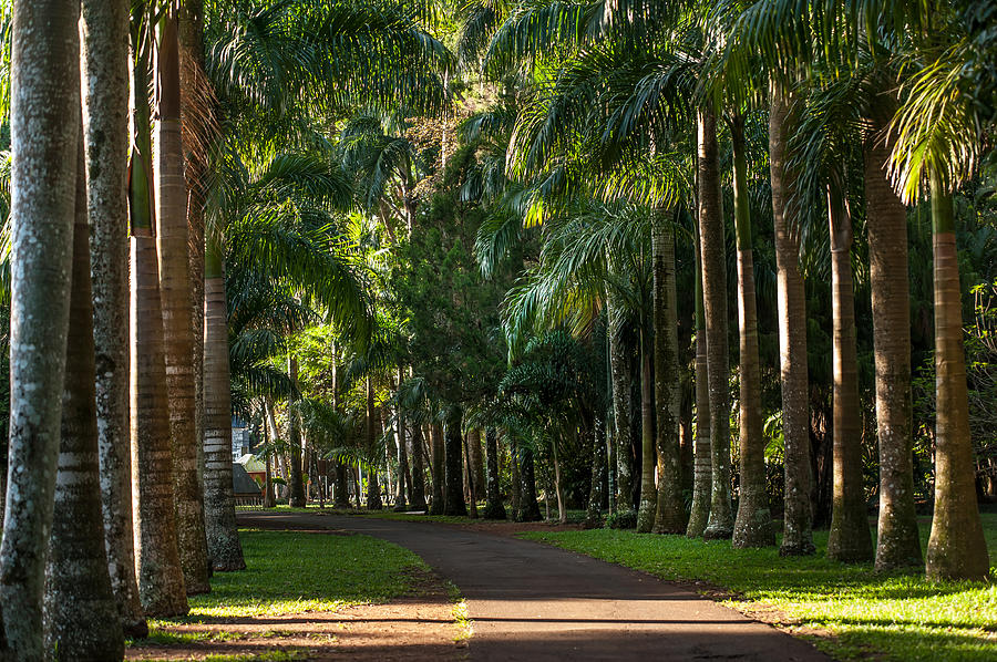 Tree Photograph - Palm Alley. Pamplemousse Botanical Garden. Mauritius by Jenny Rainbow