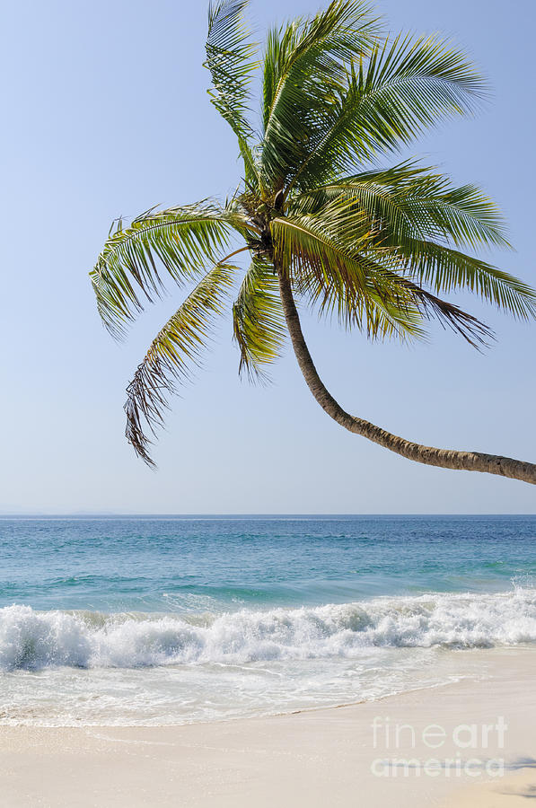 Palm and Beach Photograph by Oscar Gutierrez