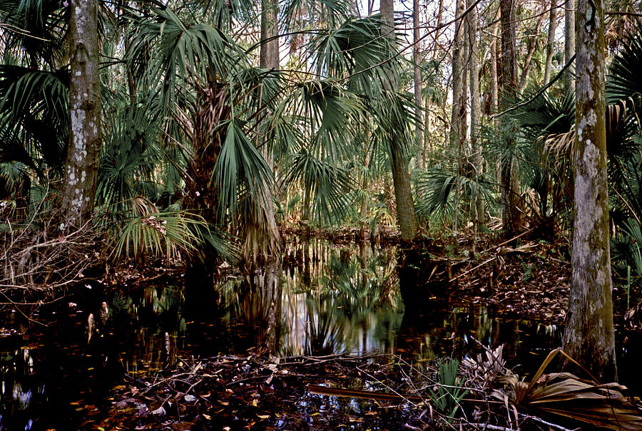 Palm and Cypress. Three Lakes W.M.A. Photograph by Chris  Kusik