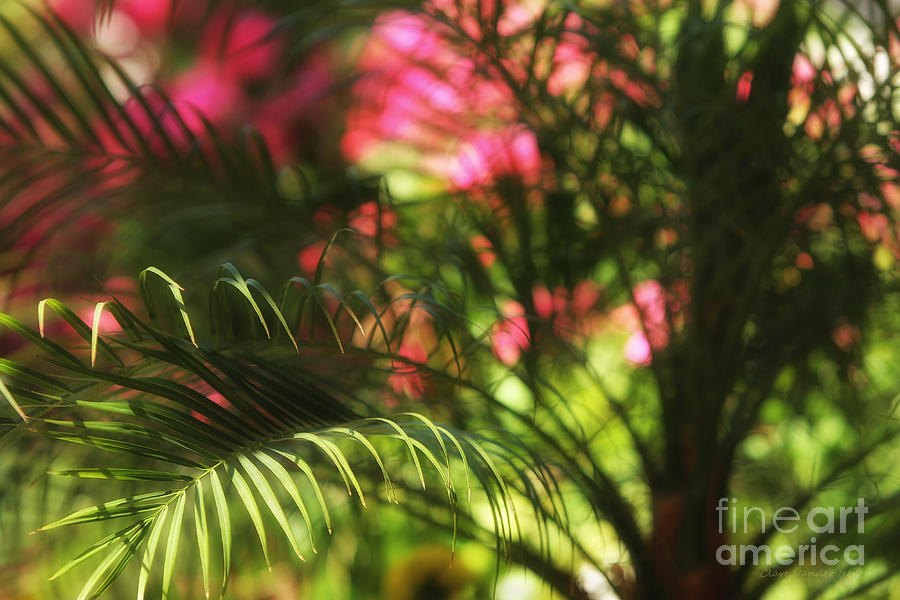 Palm and Pink Photograph by Clare VanderVeen