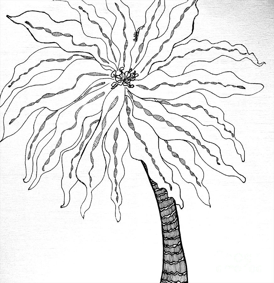 Palm Drawing by Anita Lewis