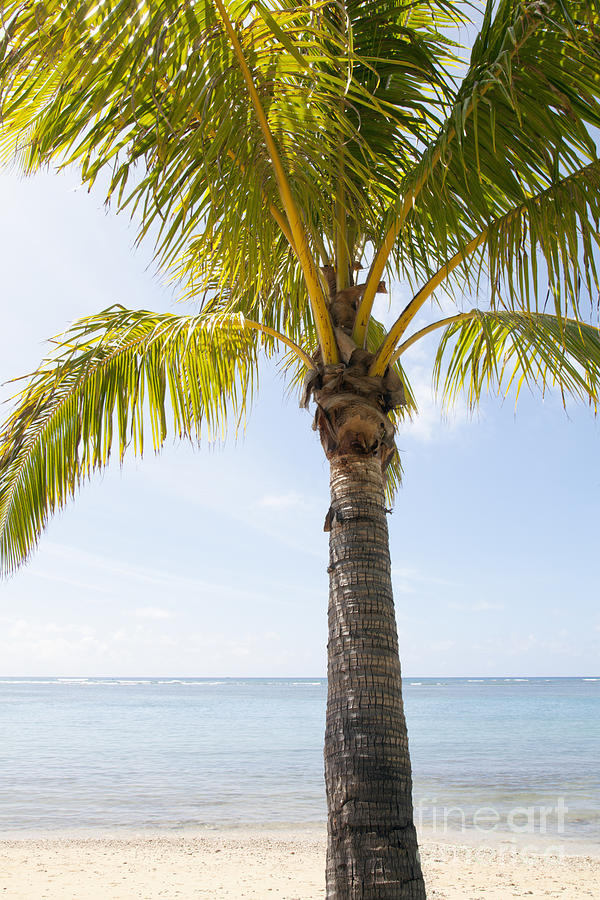 Palm at Beach Photograph by Brandon Tabiolo