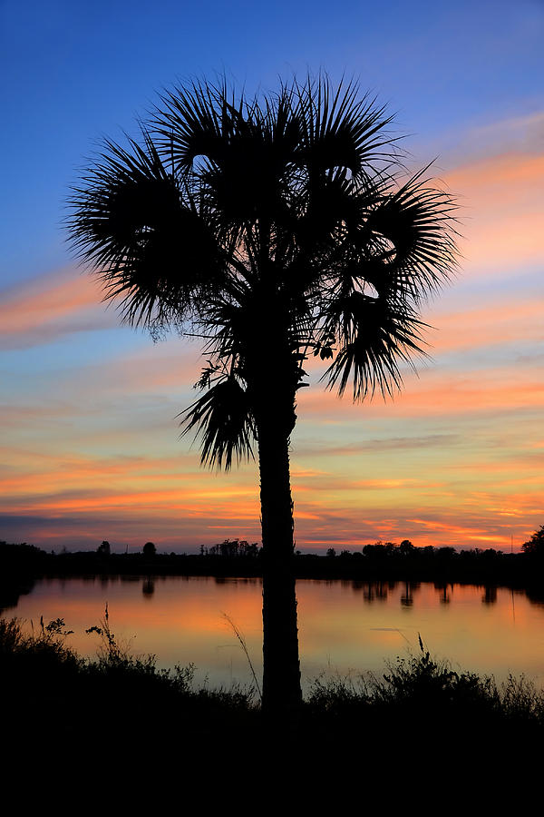 Palm at dusk Photograph by David Lee Thompson