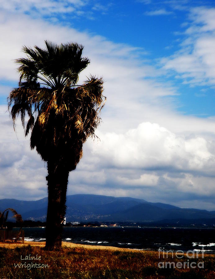 Palm at Seaside Provence Photograph by Lainie Wrightson