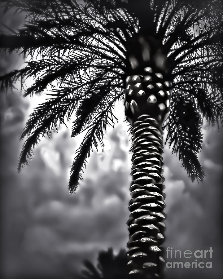 Palm Before The Storm Photograph by Walt Foegelle