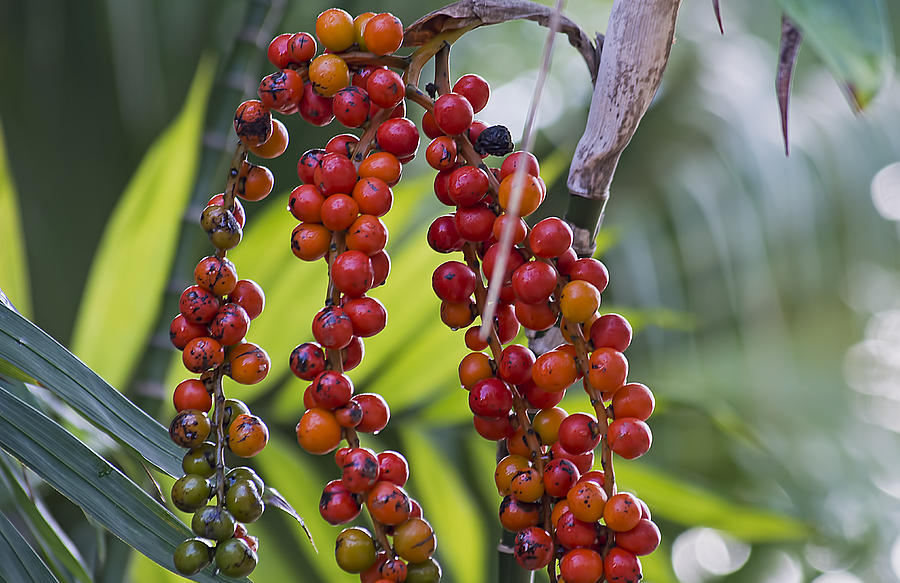 Palm Berries Photograph by Kenneth Albin