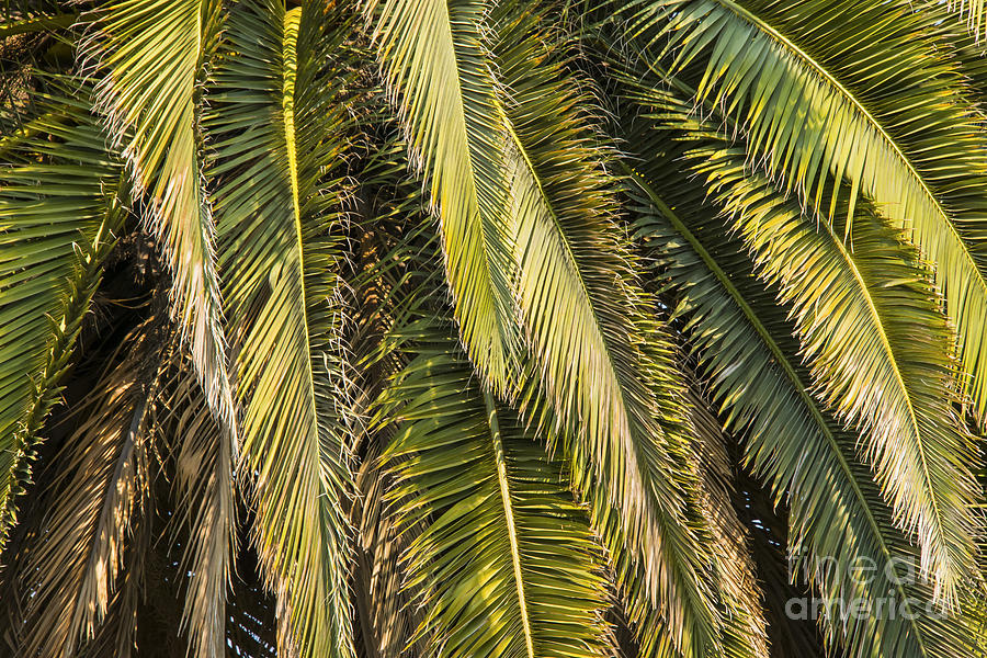 Palm Branches Photograph by Bob Phillips