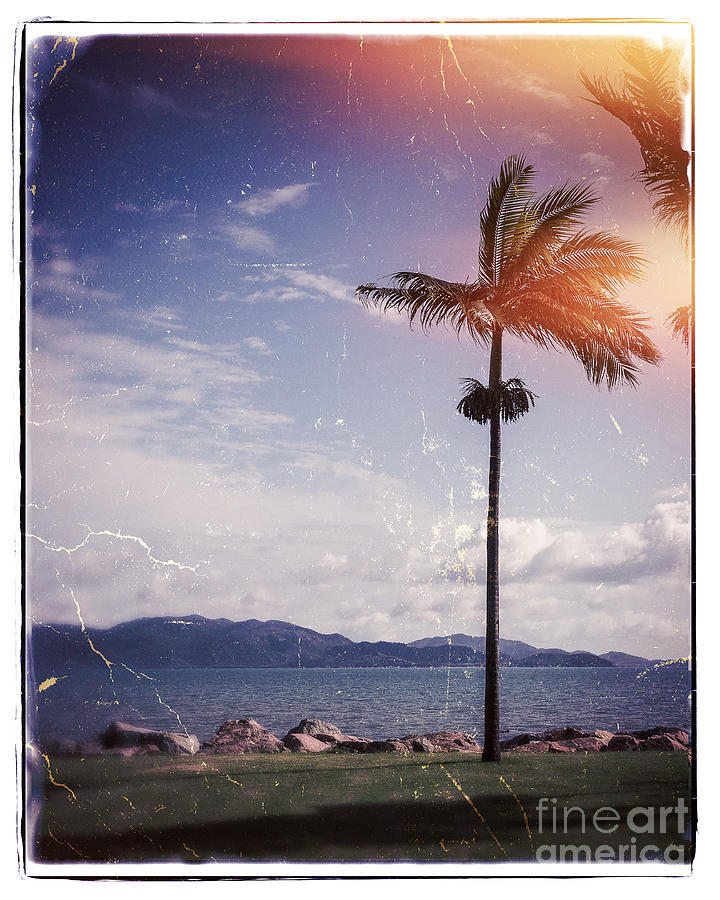 Palm Breeze Photograph by Perry Webster