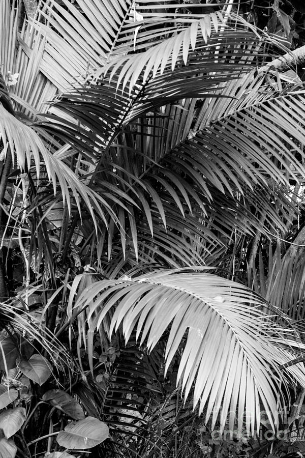 Palm BW Photograph by Suzanne Luft