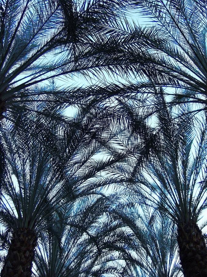 Palm Canopy Photograph by Steve Ondrus