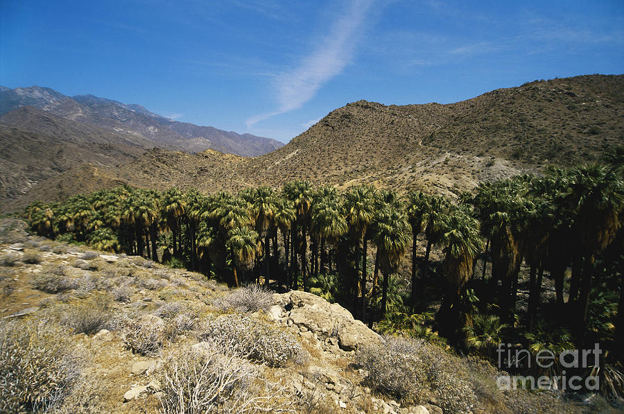 Palm Canyon Desert