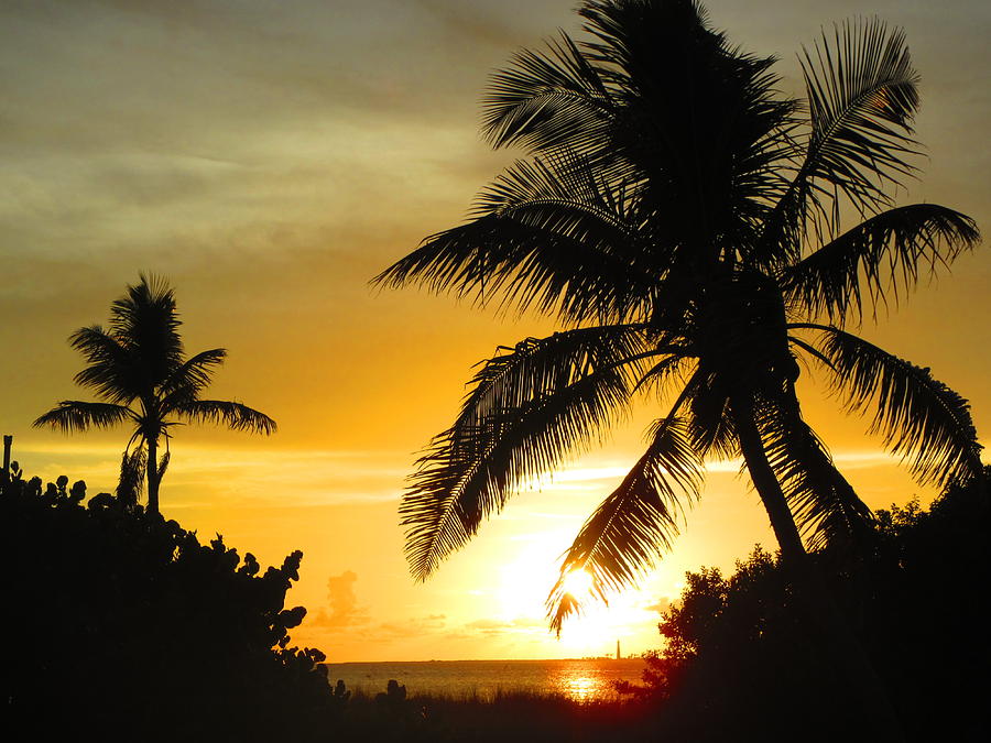 Sunset Photograph - Palm by Capt  Pat  Moran