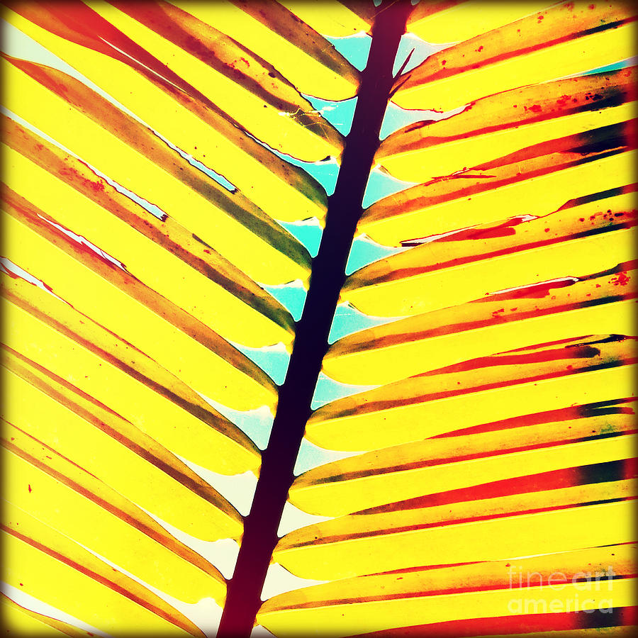 Palm Photograph by Chris Andruskiewicz