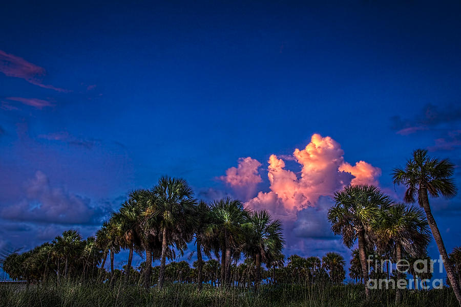 Tree Photograph - Palm Clouds by Marvin Spates